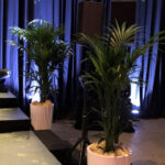 Pollen Créations - Le partenaire végétal de votre entreprise